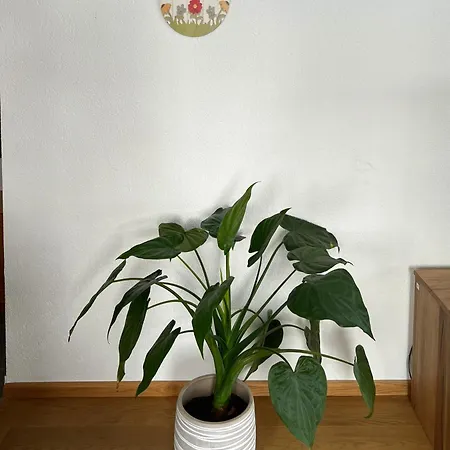 公寓 Haus Vira 采尔马特