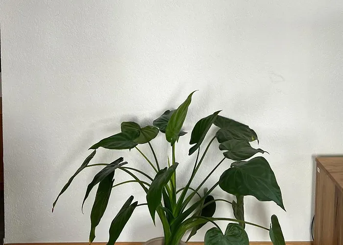 Lägenhet Haus Vira Zermatt